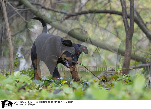 Beauceron  Welpe / HBO-01643