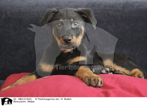 Beauceron  Welpe / Beauceron Puppy / HBO-01644