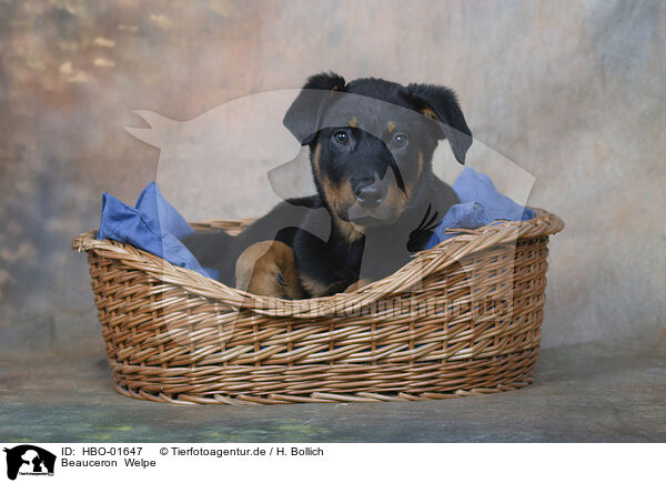 Beauceron  Welpe / HBO-01647