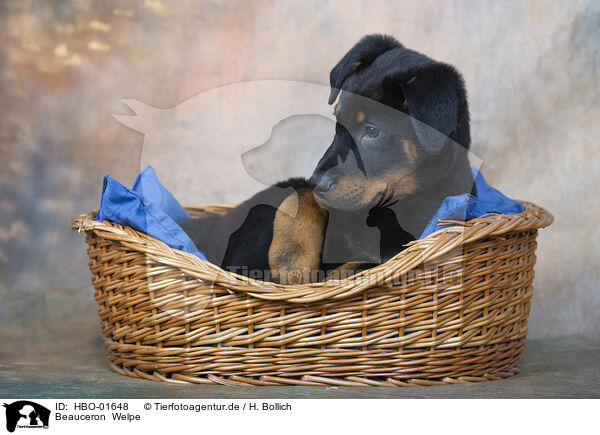 Beauceron  Welpe / Beauceron Puppy / HBO-01648
