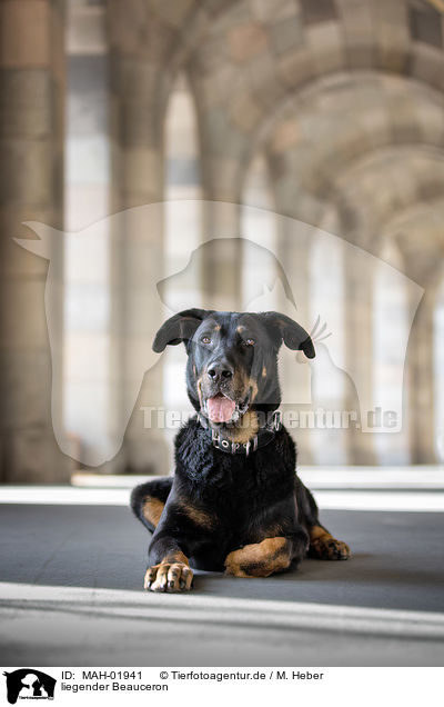 liegender Beauceron / MAH-01941