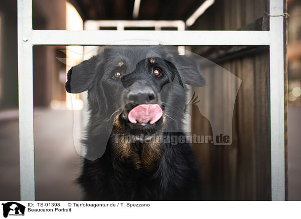 Beauceron Portrait / Beauceron Portrait / TS-01398