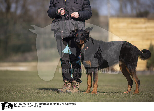 Beauceron im Training / NC-02457