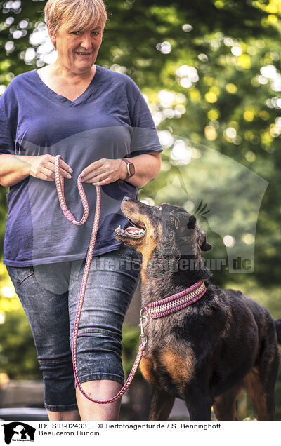 Beauceron Hndin / female Beauceron / SIB-02433