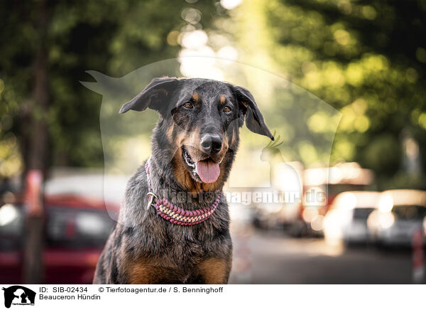 Beauceron Hndin / SIB-02434