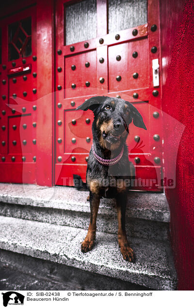 Beauceron Hndin / female Beauceron / SIB-02438