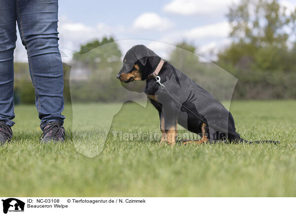 Beauceron Welpe / Beauceron Puppy / NC-03108