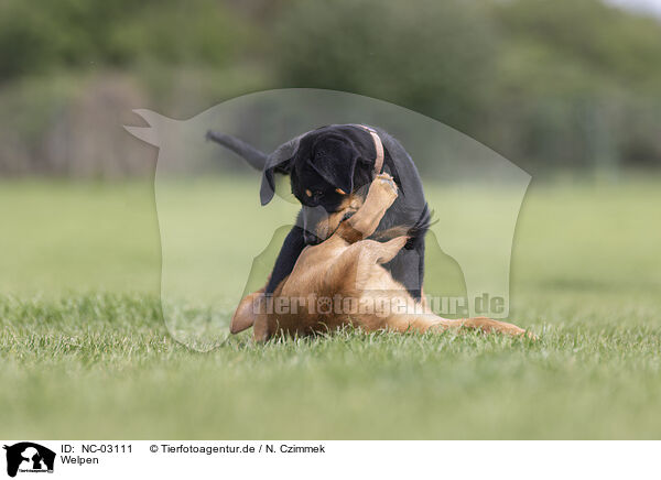 Welpen / NC-03111