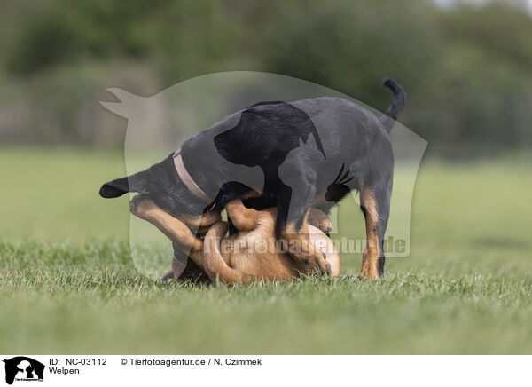 Welpen / NC-03112