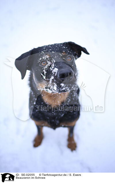 Beauceron im Schnee / Beauceron in snow / SE-02055