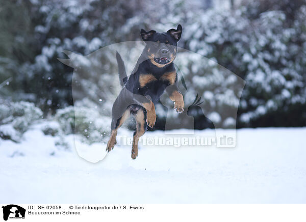 Beauceron im Schnee / Beauceron in snow / SE-02058