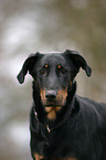 Beauceron im Portrait