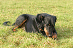 Liegender Beauceron