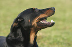 Beauceron im Portrait