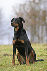 Beauceron im Sitz