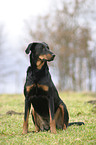 Beauceron im Sitz