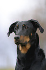 Beauceron im Portrait