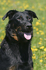 Beauceron Portrait