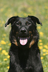 Beauceron Portrait