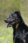 Beauceron Portrait