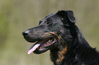 Beauceron Portrait