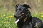 Beauceron Portrait