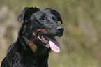 Beauceron Portrait