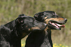 Beauceron Portrait