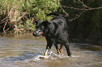 Beauceron im Wasser