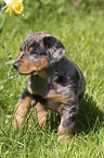 sitzender Beauceron Welpe