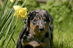 Beauceron Welpe