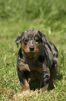 stehender Beauceron Welpe