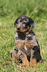 sitzender Beauceron Welpe