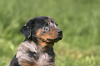 Beauceron Welpe