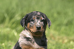 Beauceron Welpe