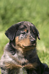 Beauceron Welpe