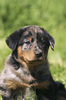 Beauceron Welpe