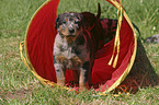 stehender Beauceron Welpe