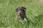 sitzender Beauceron Welpe