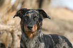 Beauceron Portrait