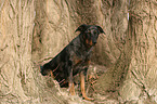 sitzender Beauceron