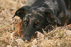 Beauceron