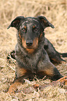 Beauceron