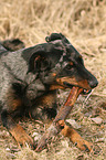 Beauceron