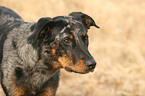 Beauceron Portrait