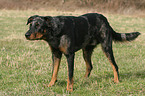 Beauceron