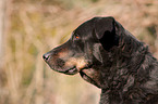 Beauceron Portrait