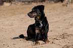 liegender Beauceron