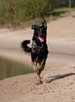 rennender Beauceron