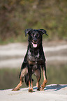 stehender Beauceron